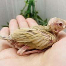 今日はカフェオレ気分☕𓈒𓏸︎︎︎︎ぱっちりおめめのシナモン文鳥❣️