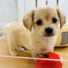 あたちの可愛さでとろけちゃうかも♡ミックス犬ちゃん(チワワ×ミニチュアダックス)