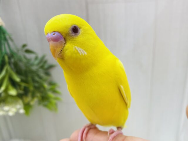 最新画像有り‼️ｷﾗｰﾝ✨輝く赤目ちゃん❤️セキセイインコのルチノー