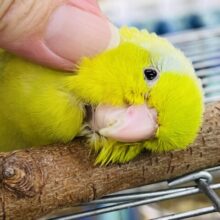 9/10更新☆かまちょな青サスペンダーのまめっち〜🎵男の子！