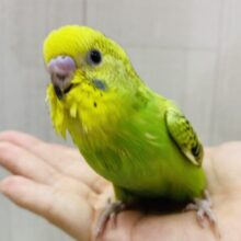 最新画像‼️セキセイインコと言えばのカラーです🌟グリーンとイエローのオパーリン💚