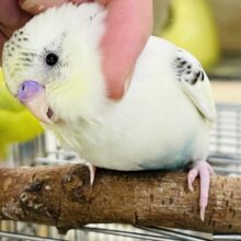 9/10更新☆よくばりカラークリームハルクィン入荷です