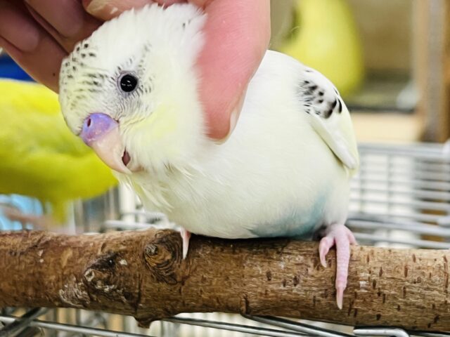 9/10更新☆よくばりカラークリームハルクィン入荷です