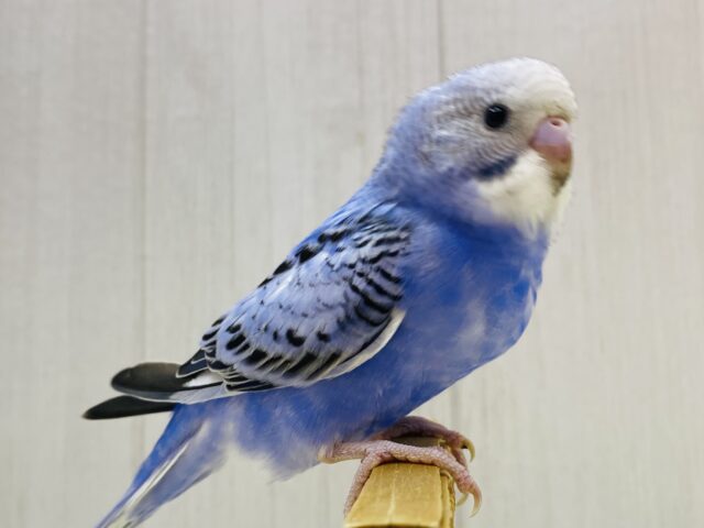 最新画像❗️嬉しくってルンルンルン♪元気いっぱいワタワタちゃんなセキセイインコのオパーリン💙