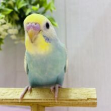 最新画像🌟お花畑の妖精さん🧚‍♀️🪄セキセイインコのパステルカラーレインボー💎.*