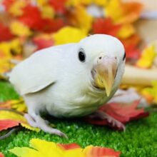 9/11更新☆極美小桜インコパリドバイオレットシナモン入荷です