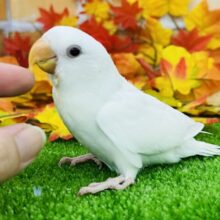 9/21更新☆ほわっほわの雪どけ❄コザクラインコのヒナ(アルビノ)入荷しました❤️
