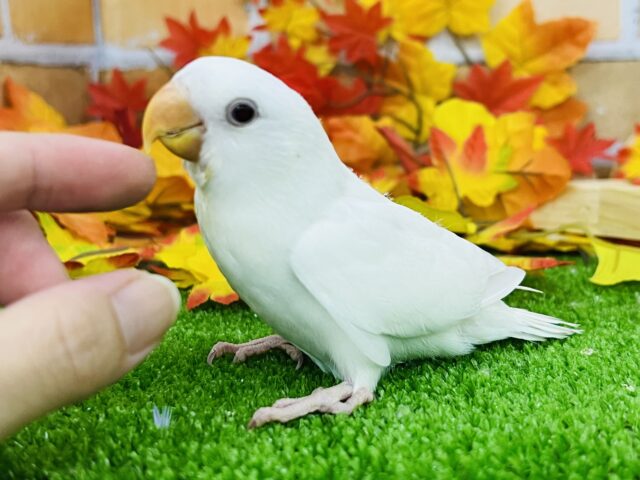 9/21更新☆ほわっほわの雪どけ❄コザクラインコのヒナ(アルビノ)入荷しました❤️