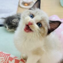 僕の魅力にどっぷりハマって♡ラグドールくん！