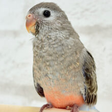 おめめきらきら💖ピンクの天使🧚アキクサインコ(ノーマル) ヒナ