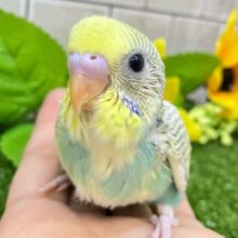 空とLET’S DANCE🏞∗*ﾟバナ〜ナ𝑶𝒍𝒆❕💃🍌セキセイインコ(パステルレインボーパイド/2025年7月生まれ)