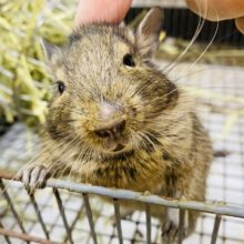 最新画像有ります🌟ピーンとしたお耳ですべてお見通し〜⁉️デグーアグーチカラー⭐️