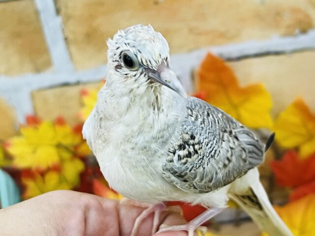 9/18更新☆わきわき✨ご飯くれくれっ🤲うすゆき鳩のヒナ入荷しました❤️