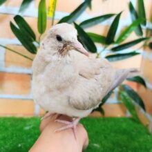 ハトさん人気が止まらない～🍀ジュズカケバト入荷しました❤️