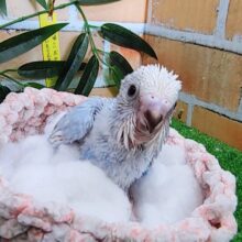 水色のスパンコール模様🩵セキセイインコのヒナ(ブルースパングル)入荷しました❤️