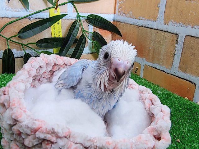 水色のスパンコール模様🩵セキセイインコのヒナ(ブルースパングル)入荷しました❤️