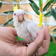 まっ白ボディー⛄️セキセイインコのヒナ(アルビノ)入荷しました❤️