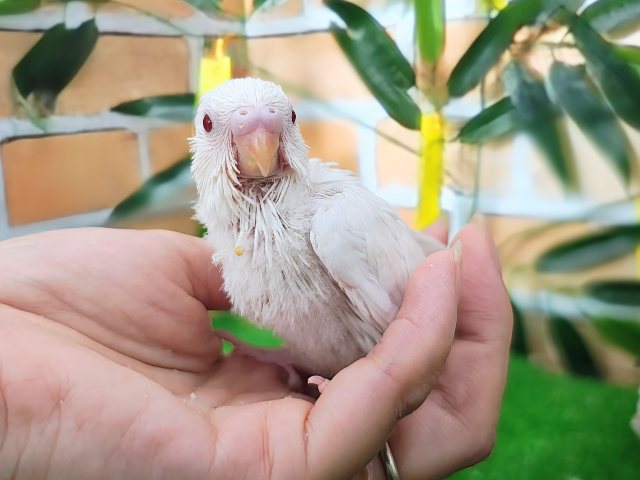まっ白ボディー⛄️セキセイインコのヒナ(アルビノ)入荷しました❤️