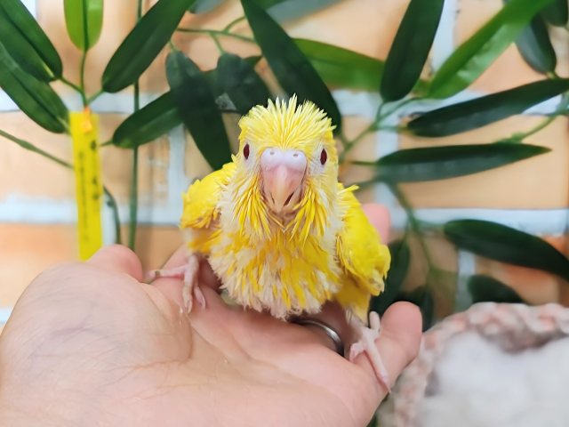 頭ぽやぽや！濃い黄色が綺麗～✨セキセイインコのヒナ(ルチノー)入荷しました❤️