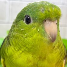 ✨最新画像✨ｶﾜｲｻ５つ星🌟⋆꙳ 抹茶ピエール🍵𓈒 𓂂𓏸サザナミインコ(2025年5月上旬生まれ)