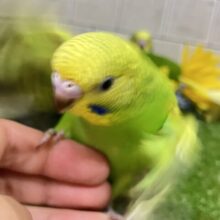 ✨最新画像✨森林浴で心安らぐ！？🌳⋆꙳‪🫶　セキセイインコ