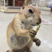 ✨最新画像✨激アマちゃん参上❕背伸びしてキュイー‼️‪🫶　プレリードック