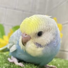 夜中のアイス🍨🌙*ﾟひっそり格別ぅ？？🫶🏻⟡.*セキセイインコ(パステルレインボースパングル/2025年7月生まれ)