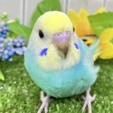 ✨最新画像✨ﾊﾚｿﾗ舞え舞え¨*•¸♬︎ひとさじの𝐜𝐮𝐬𝐭𝐚𝐫𝐝💛🌼セキセイインコ(パステルレインボー/2025年7月生まれ)