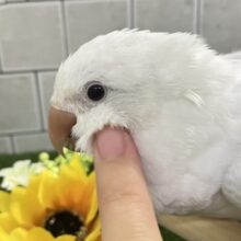 動画あり✨最新画像✨深々と降り積もる…💭⟡儚きオーロラ🌌✮*̣̩オキナインコ(ブルーパリドオパーリン/2025年5月生まれ)