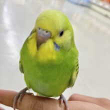 ✨最新画像✨夏と言えばスイカ🍉ですがメロン🍈はいかがですか？？　セキセイインコ