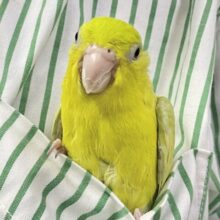 動画あり☆　ネオン街に輝くマメちゃん👾⟡.*💡💖マメルリハ(アメリカンイエロー2022年5月生まれ)