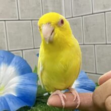 まったりまっ黄〜💫🐥たまご焼っきぃ🍳⟡.*マメルリハ(ルチノー/2022年3月生まれ)