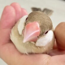 ✨最新画像✨めろりん︎♥️⟡.*ポカポカ𝐦𝐢𝐥𝐤 𝐭𝐞𝐚🫖🧸シナモン文鳥(2025年5月上旬生まれ)