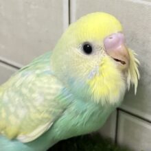 ✨最新画像✨ﾐﾆﾐﾆ🌳⟡.*🎀ギンガムめろんぱん🍈🎀セキセイインコ(パステルレインボースパングル/2025年8月生まれ)