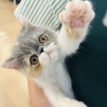 超ホヤホヤ最新画像✨クセになる可愛さに沼落ち？エキゾチックショートヘアちゃん！