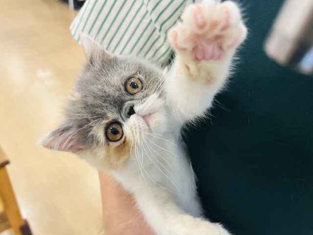 超ホヤホヤ最新画像✨クセになる可愛さに沼落ち？エキゾチックショートヘアちゃん！