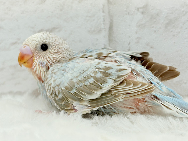 美！美！美っと！！麗しカラー🫧セキセイインコ(シナモンオパーリン) ヒナ