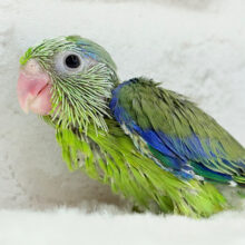 立派なエンドウ豆に僕はなる！！！マメルリハ(ノーマル)男の子 ヒナ