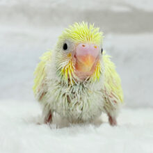 にっこり笑顔♬ヒヨコの赤ちゃん🐣セキセイインコ(クリーム) ヒナ