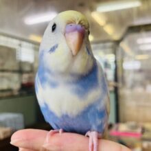 無限のかわいさ💟*ˊᵕˋ とっても綺麗な手乗りセキセイインコちゃん🪶✨