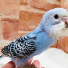 青×黒の色合いがイケてます💙💙💙　セキセイインコ（オパーリン）