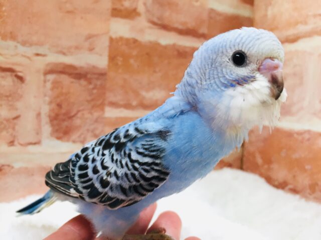 青×黒の色合いがイケてます💙💙💙　セキセイインコ（オパーリン）