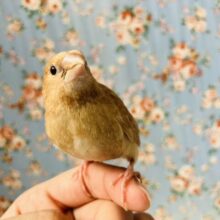 愛おしさ溢れる世界🌍🕊️💫とってもキュ−トな十姉妹さん❤︎🕊️✨