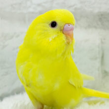 【あと1羽🐥】ケルベロス！？？黄色い元気っ子🐣💛セキセイインコ(ルチノー) ヒナ