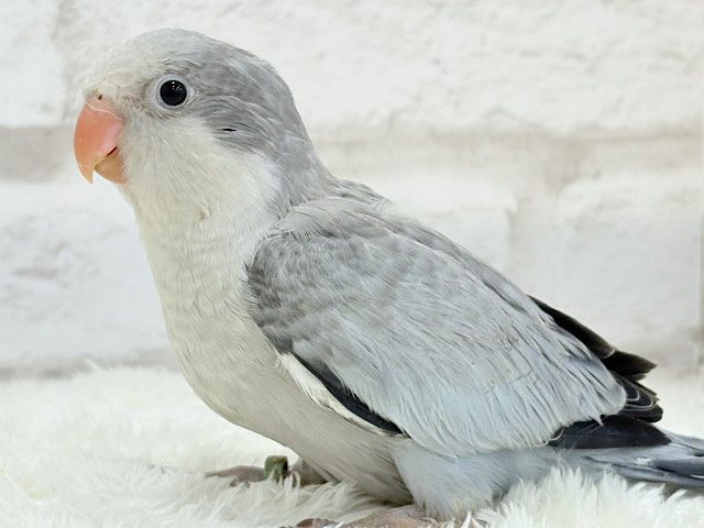 落ち着きカラーのペンギンさん🐧🩶オキナインコ(コバルトオパーリン) ヒナ