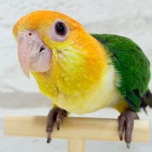 甘えんぼ代表の座は譲りませんっ🐥🍬🫧シロハラインコ(男の子) ヒナ