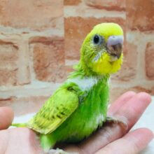 鮮やかなグリーンが魅力的💚🖤💚🖤　セキセイインコ（スパングル）