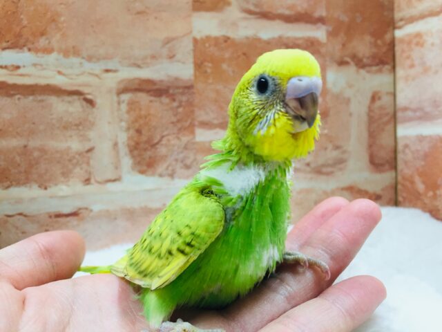 鮮やかなグリーンが魅力的💚🖤💚🖤　セキセイインコ（スパングル）
