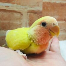まさに“小さな太陽”🌞🌞　コザクラインコ（ゴールデン系）