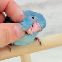 幸せの青い鳥🐥💙マメルリハ(ブルー) 女の子